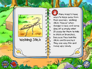 Walking Stick info