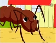 Ants 1