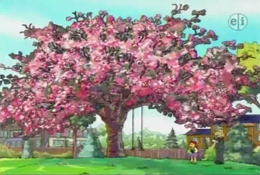 Cherry tree