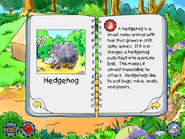 Hedgehog info