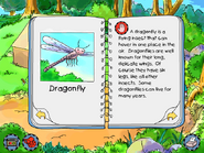 Dragonfly info