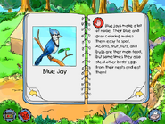 Blue Jay info