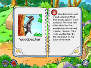 Woodpecker info