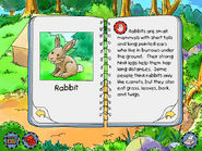 Rabbit info