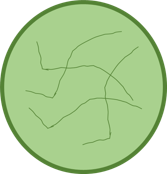 Lettuce (leafless)