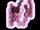 D3 Cell