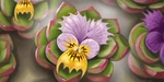Calviola Viola Discovery (ToD PS2)