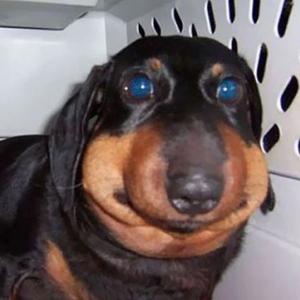 Steam Atölyesi::silly little boy