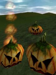 Pumpkin Kin Live