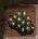Roasted Tiriun Spores Icon