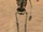Skeleton (Creature)
