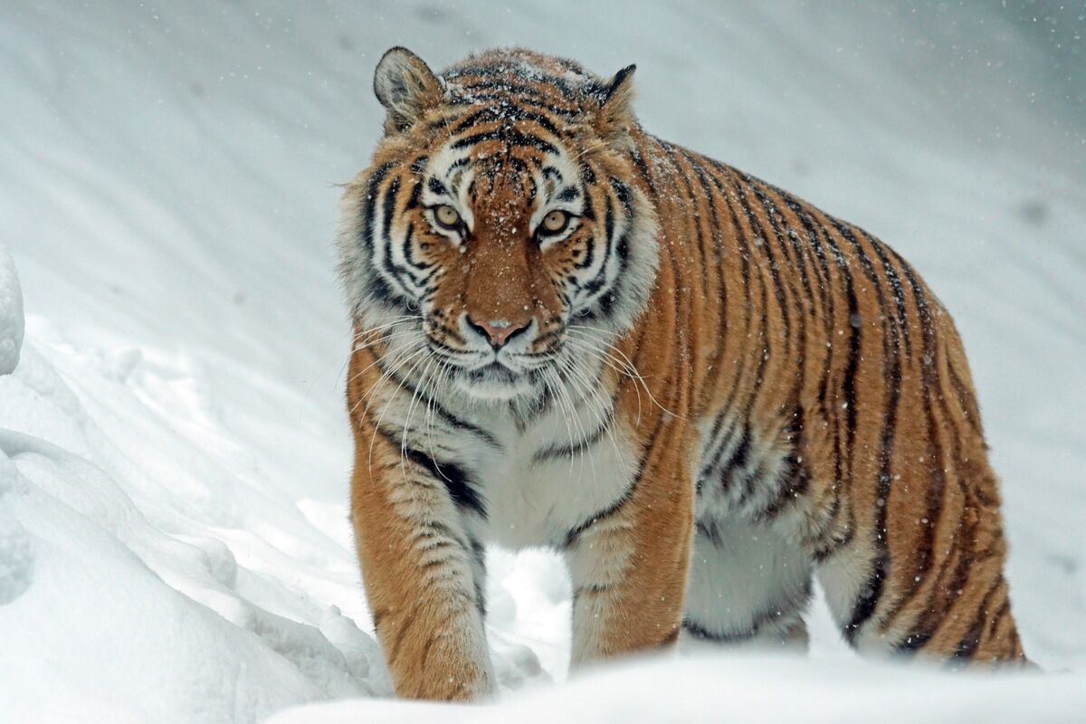 Bengal Tiger, Sumatran Tiger & Siberian Tiger Comparison - Tiger Safari  India Blog