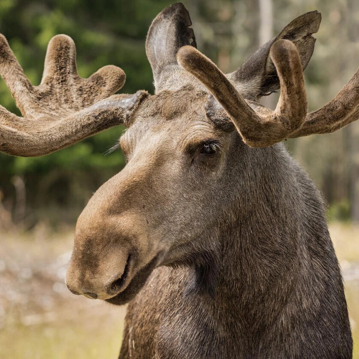 Moose | Asian Animals And Characters Wiki | Fandom