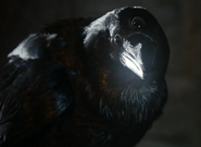 Crow Three eyed HBO