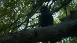 Dark Wings Dark Words