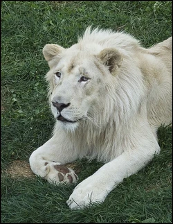 Lion Blanc