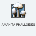 Amanita Phalloides PL