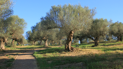 DTAG - Olive trees in Sparta