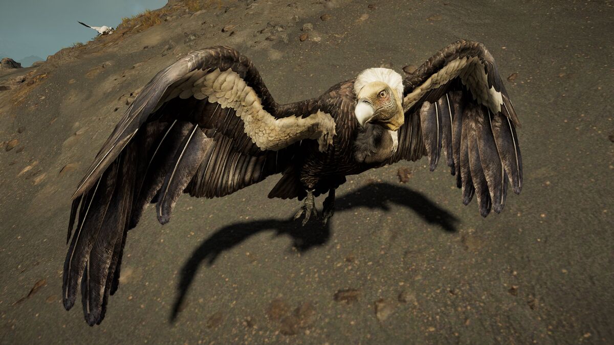 Hooded Vulture - eBird