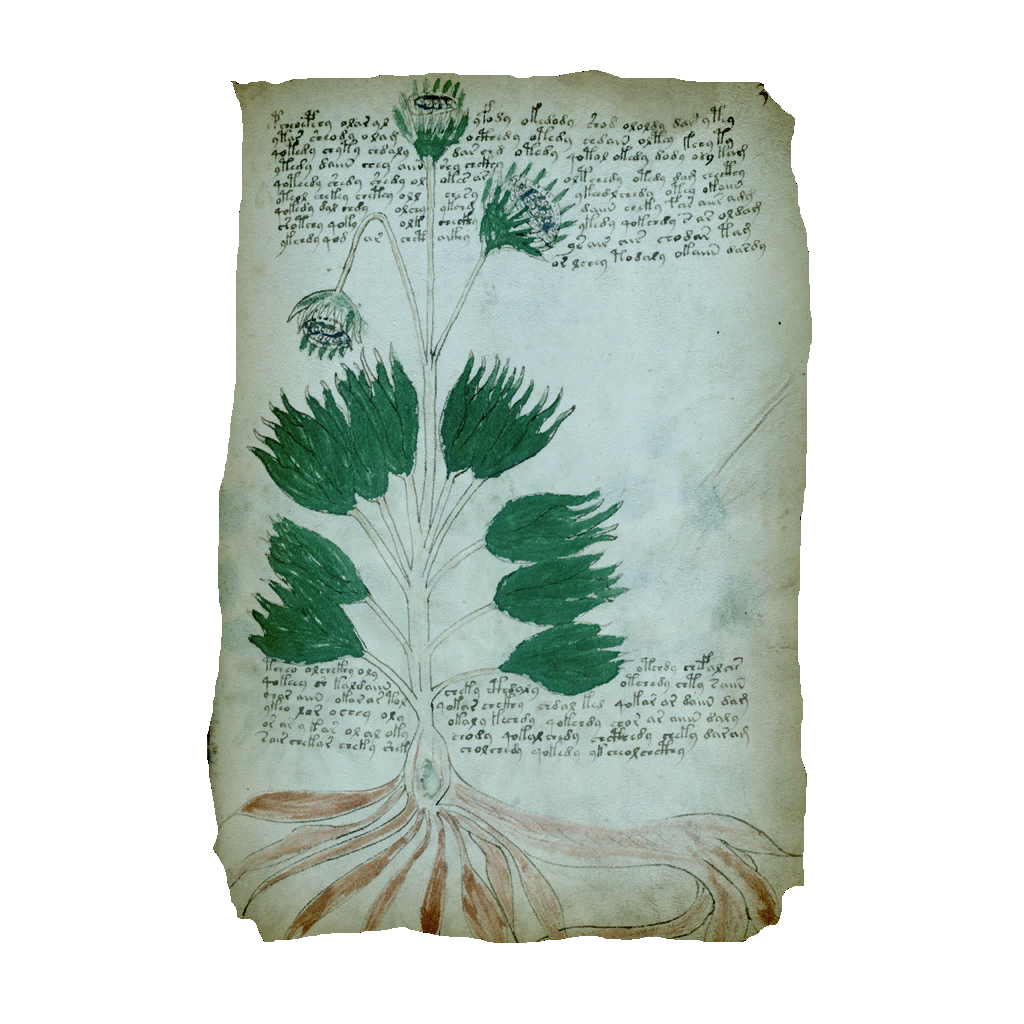 wiki voynich manuscript wiki voynich manuscript