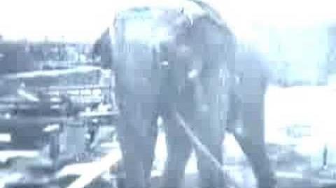 Edison kísérlete az elefánttal (megrázó képek).