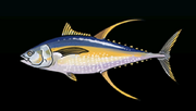 Yellowfin Tuna - Rarity: Rare, Size: Medium