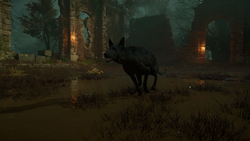 ACV Black Shuck