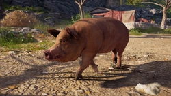 ACOD pig