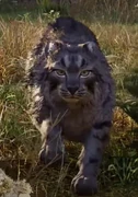 年迈山猫