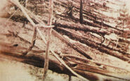 Remnants of the Tunguska Explosion