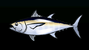 Blackfin Tuna - Rarity: Very Rare, Size: Medium