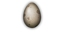 Alligator Egg