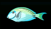 OceanSurgeonfishACP