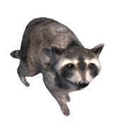 a Raccoon