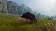 The Lykaon Wolf