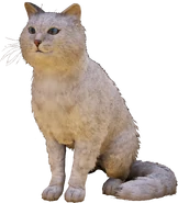 Nali, the Raven Clan's pet cat