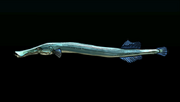 Trumpetfish - Rarity: Common, Size: Medium