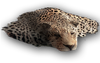 ACOD Leopard Fur.png