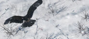 ACIII Frontière Aigle Hiver concept