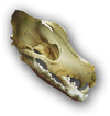 ACOD Hound Skull.png