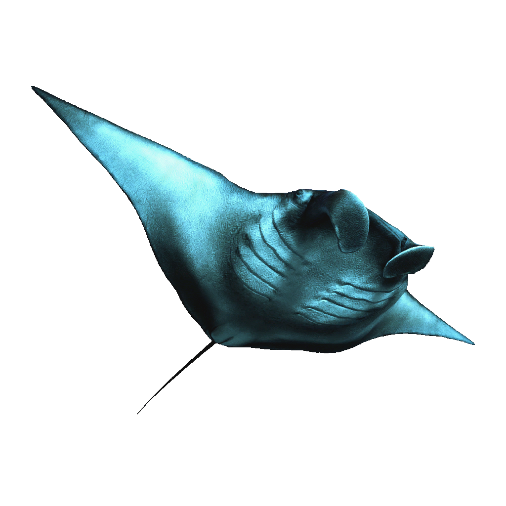 Database: Manta Ray | Assassin's Creed Wiki | Fandom