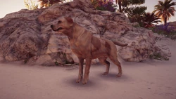 A dog in 5th-century BCE Greece