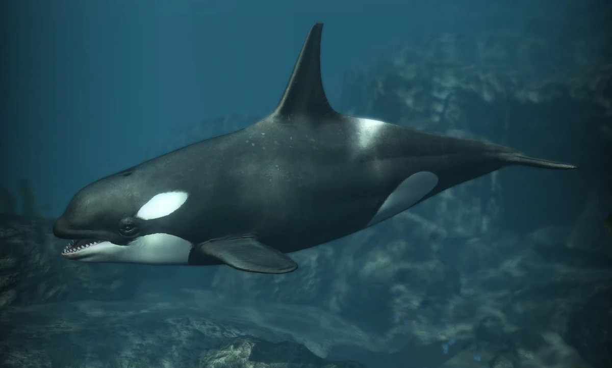 虎鲸| 刺客信条中文维基| Fandom