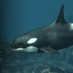 Category:Marine animals | Assassin's Creed Wiki | Fandom Category:Marine animals | Assassin's Creed Wiki | Fandom