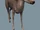 Database: Deer (Assassin's Creed III)