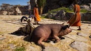 ACOd-sheeppig.jpg (1.46 MB) A sheep and a pig resting on a busy street in Tegea