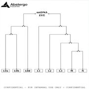 A phylogenetic tree for the Mitochondrial Eve