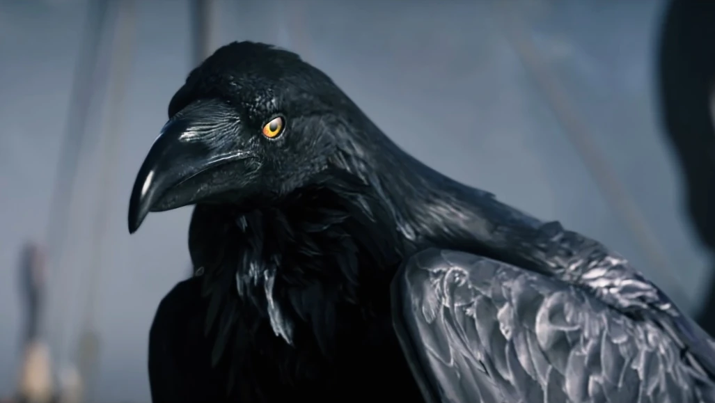 Ворон хсно. Ворон хсно. Ворон хсно. Ворон хсно. Белоклювый ворон.