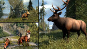 Some of the common animal types that could be found throughout the Frontier.