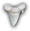 ACOD Shark Teeth.png